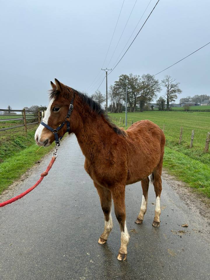Filly Welsh Part Bred For sale 2025 Bay