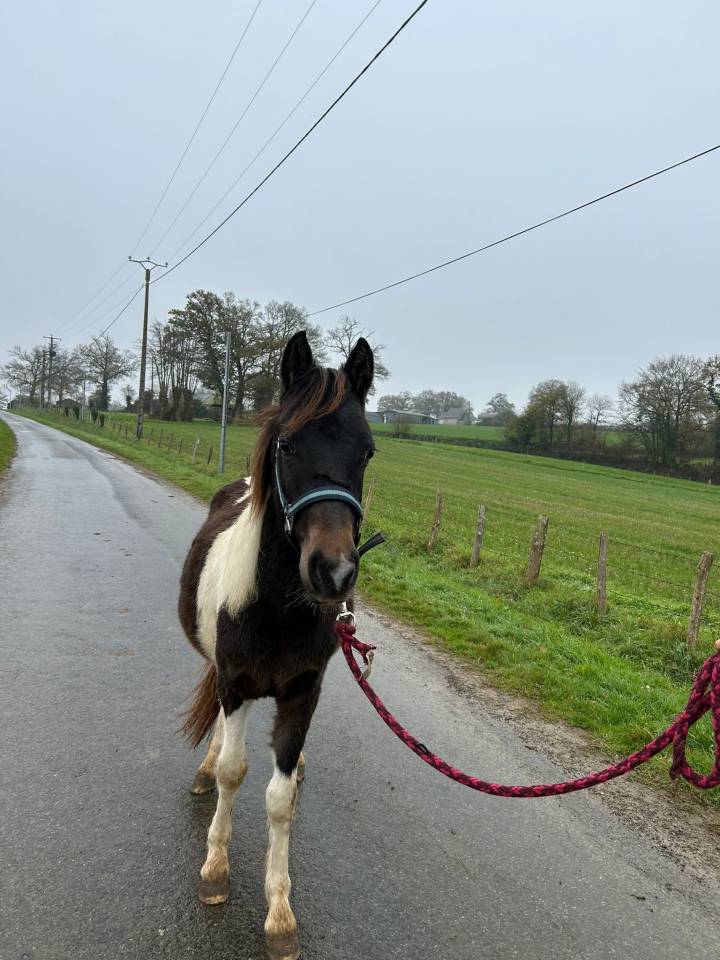 Entire Origin Recorded For sale 2024 Coloured