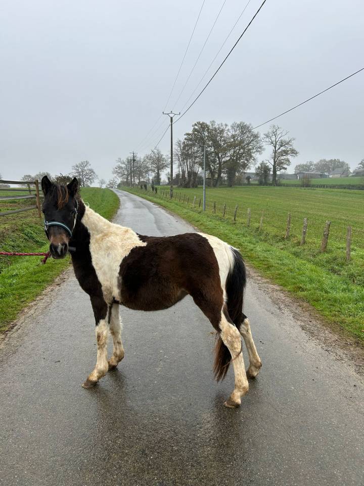 Entire Origin Recorded For sale 2024 Coloured