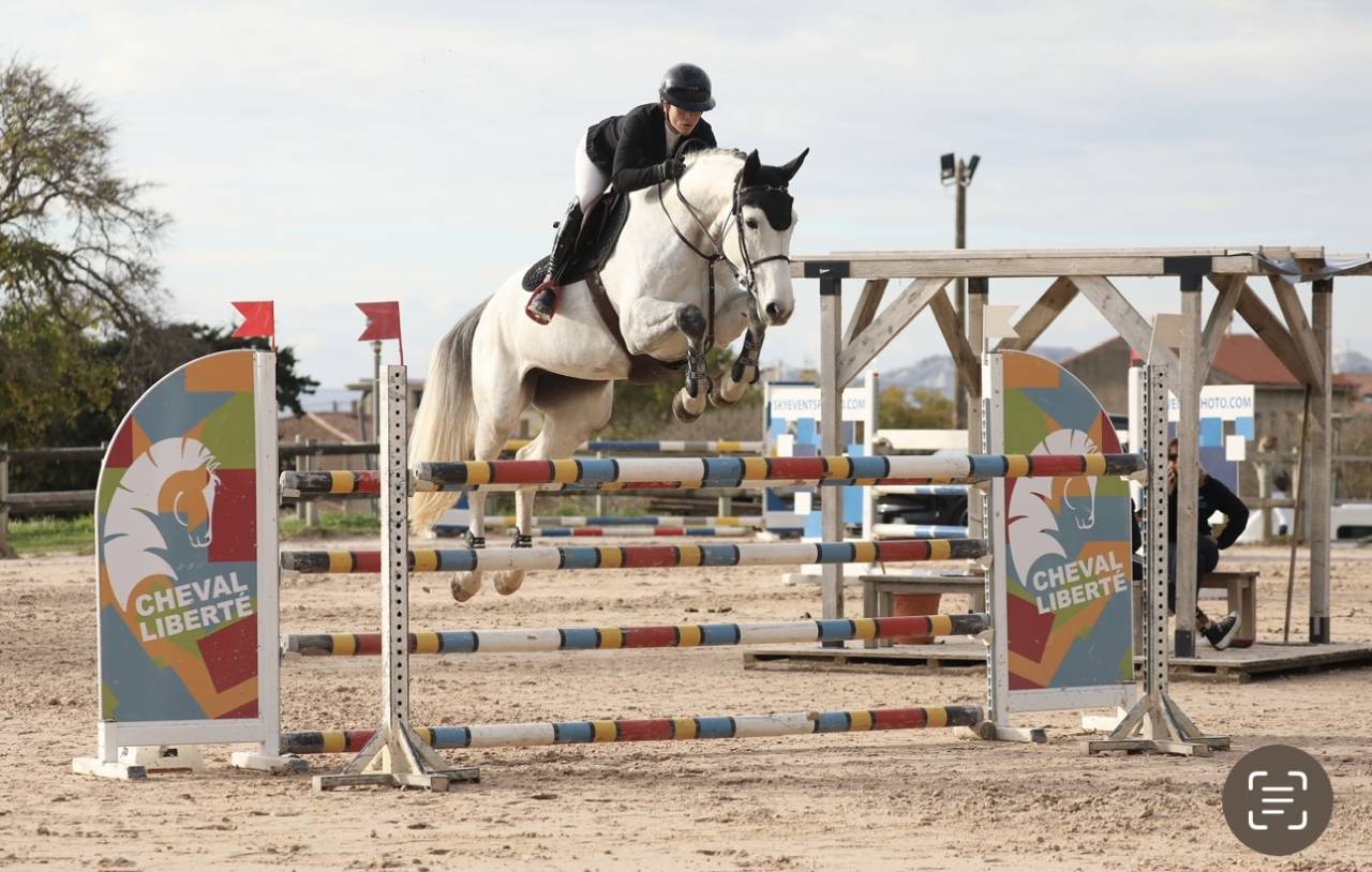 Mare Selle Français For sale 2019 Grey