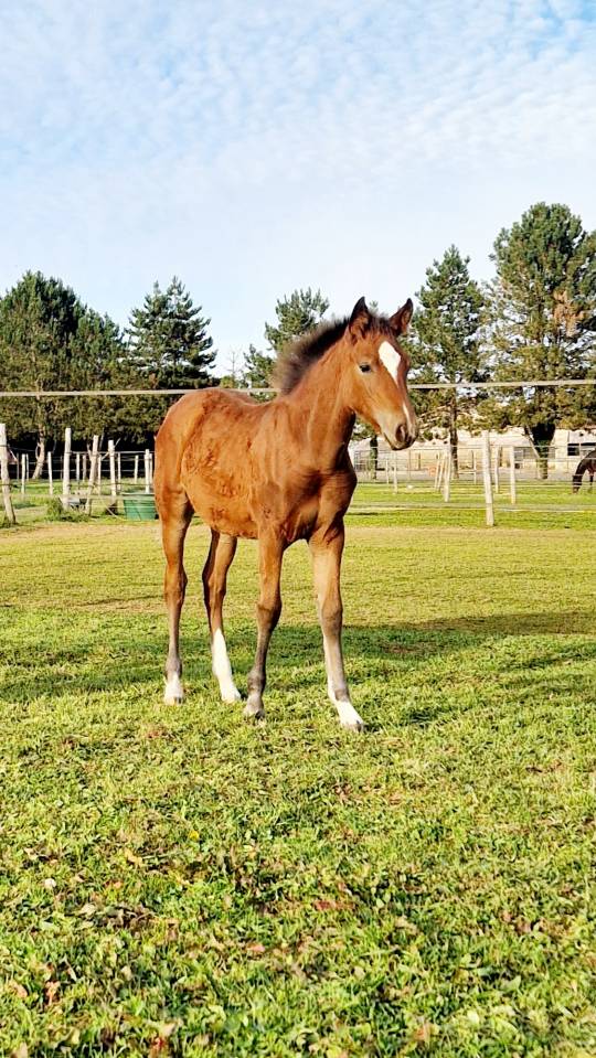 Filly French Saddle Pony For sale 2025 Bay