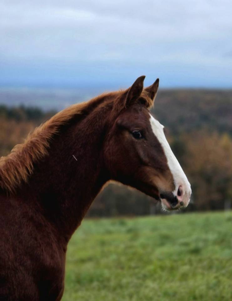 Colt Selle Français For sale 2025 Chesnut