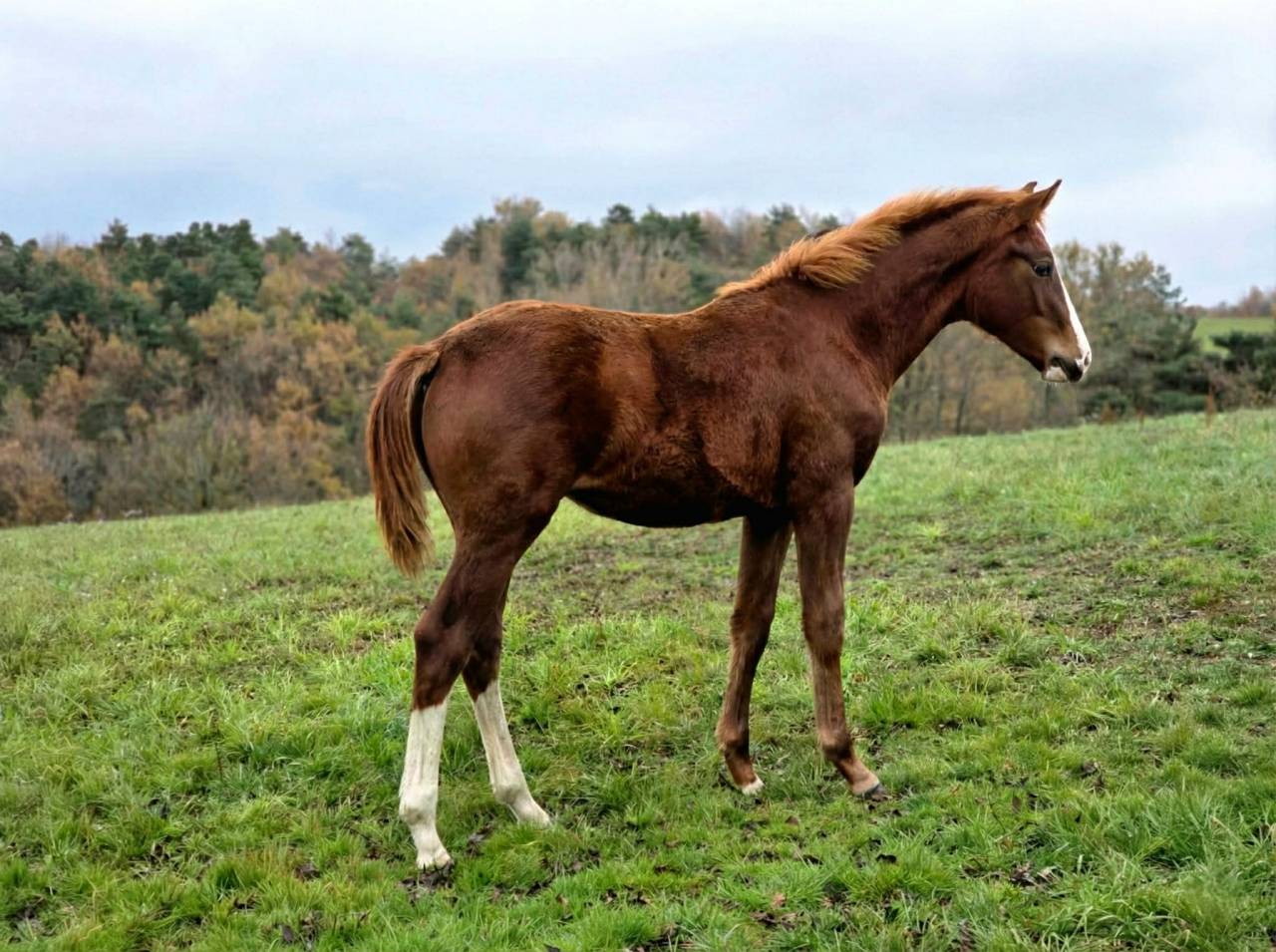 Colt Selle Français For sale 2025 Chesnut