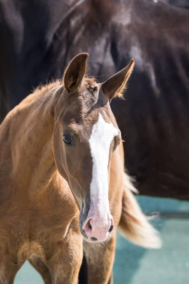 Colt Selle Français For sale 2025 Chesnut