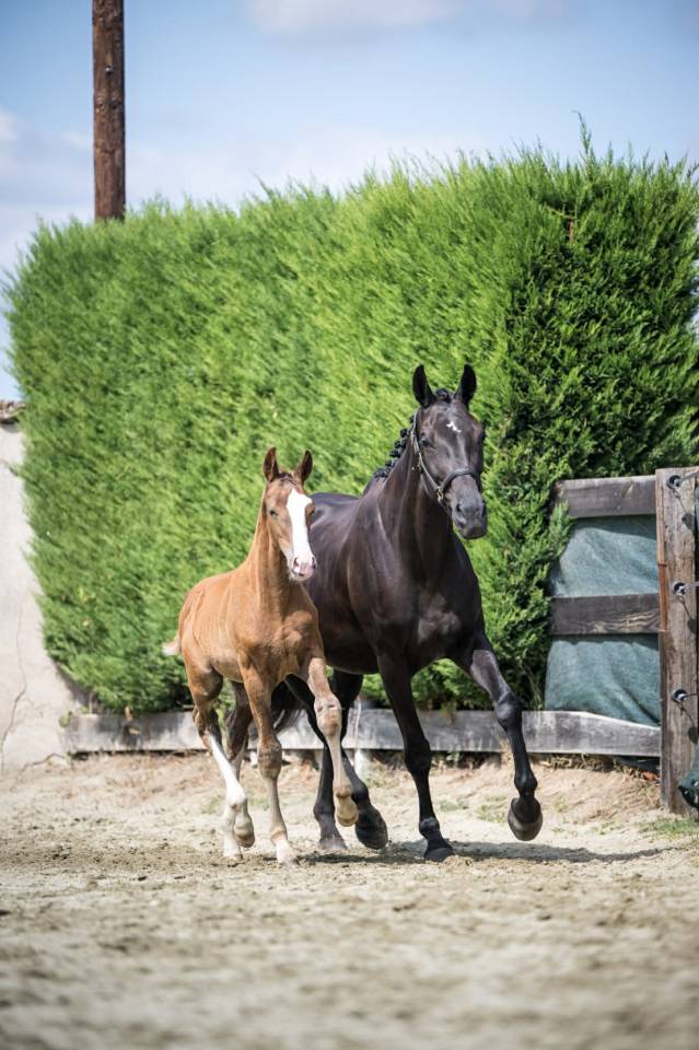 Colt Selle Français For sale 2025 Chesnut