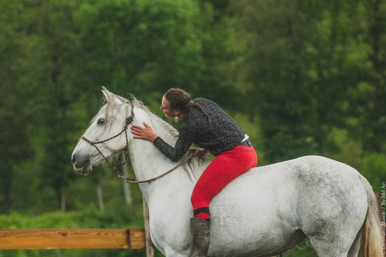 Mare PRE Pure Spanish Bred For sale 2018 Grey