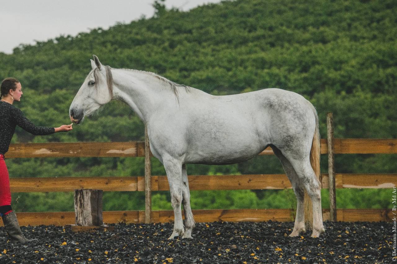 Mare PRE Pure Spanish Bred For sale 2018 Grey