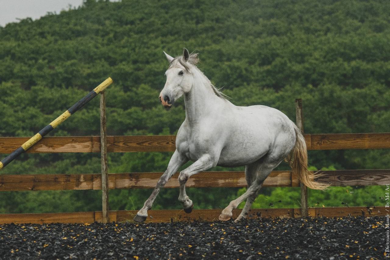 Mare PRE Pure Spanish Bred For sale 2018 Grey