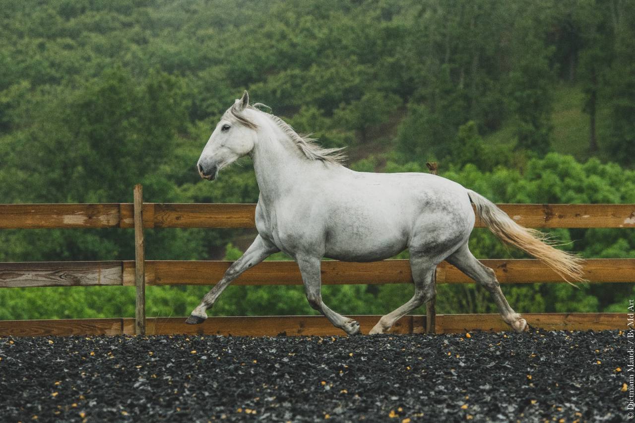 Mare PRE Pure Spanish Bred For sale 2018 Grey