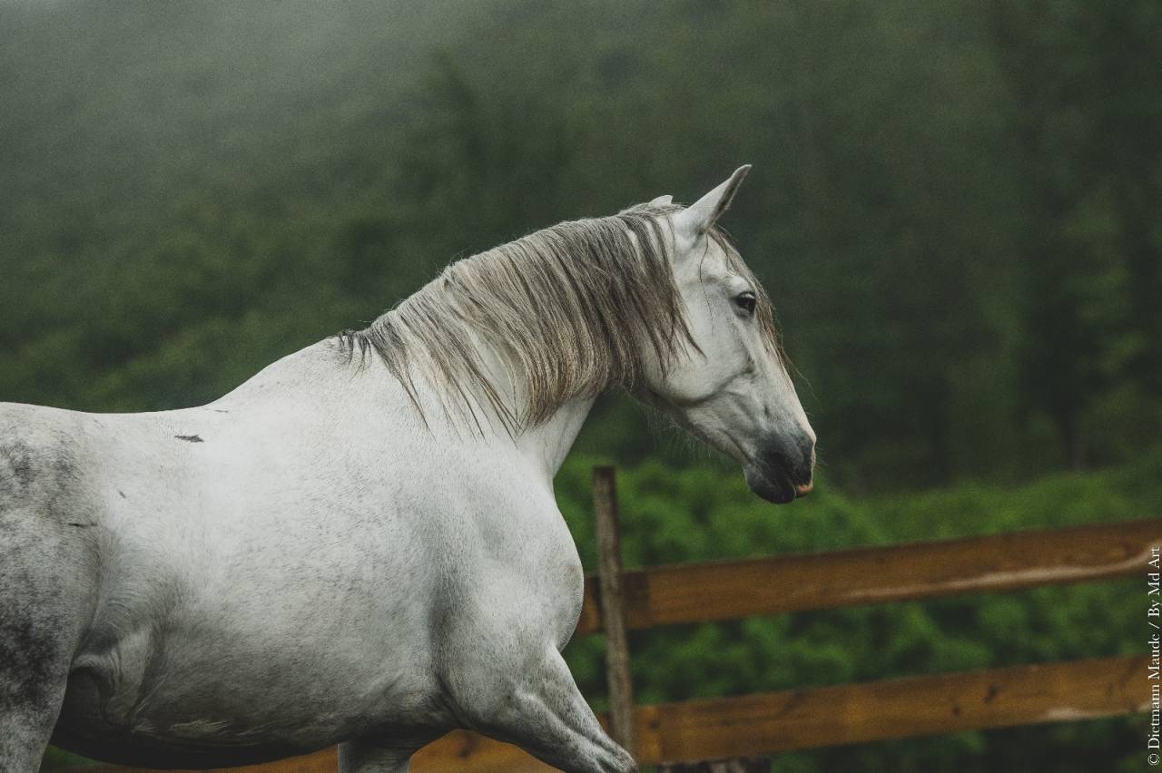 Mare PRE Pure Spanish Bred For sale 2018 Grey