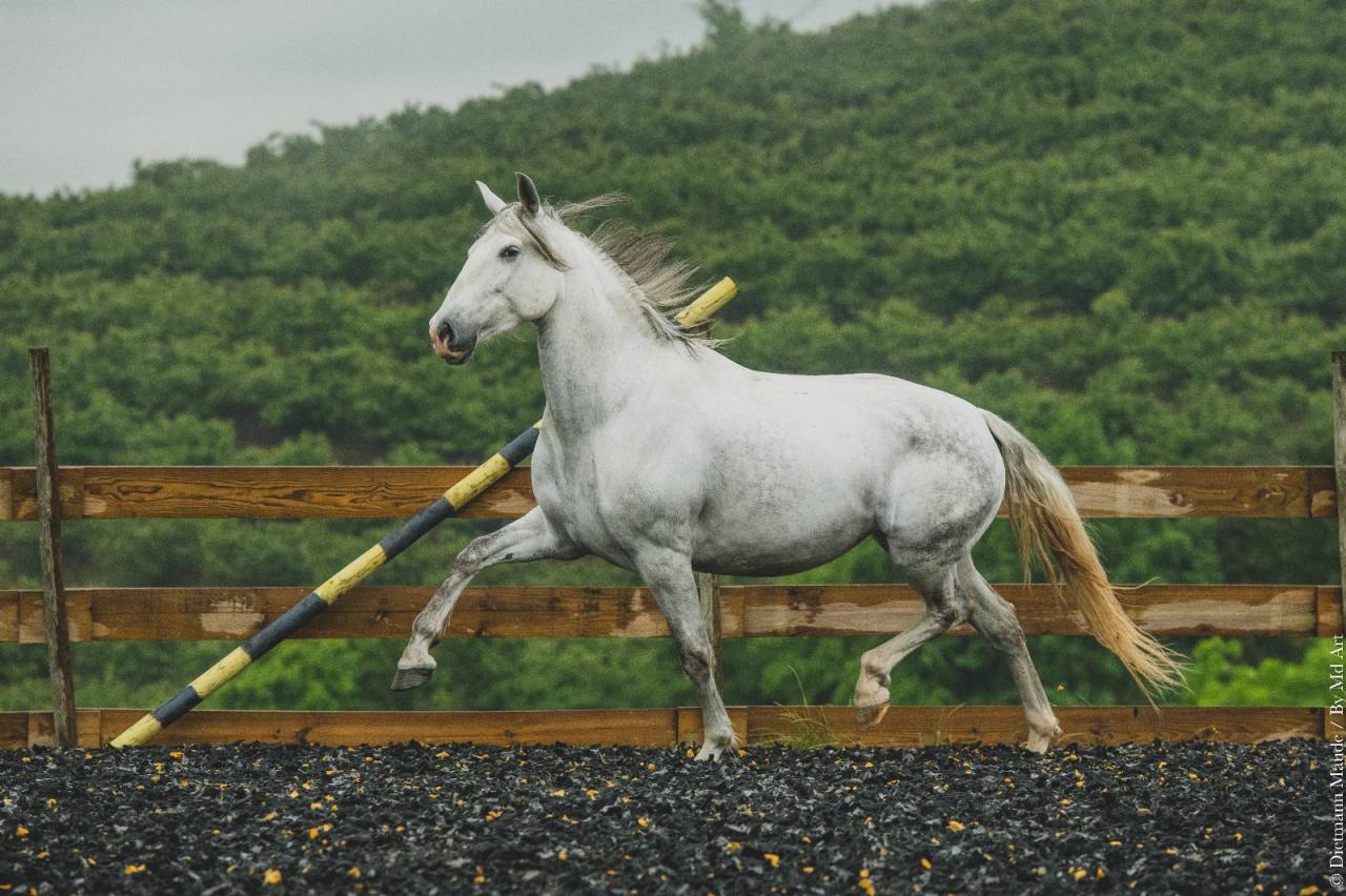 Mare PRE Pure Spanish Bred For sale 2018 Grey