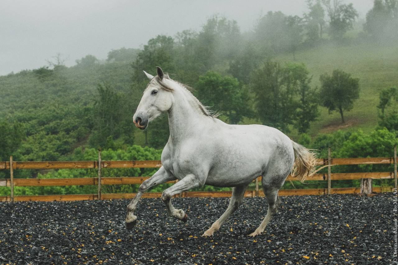 Mare PRE Pure Spanish Bred For sale 2018 Grey