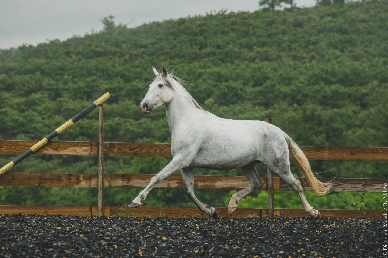 Mare PRE Pure Spanish Bred For sale 2018 Grey