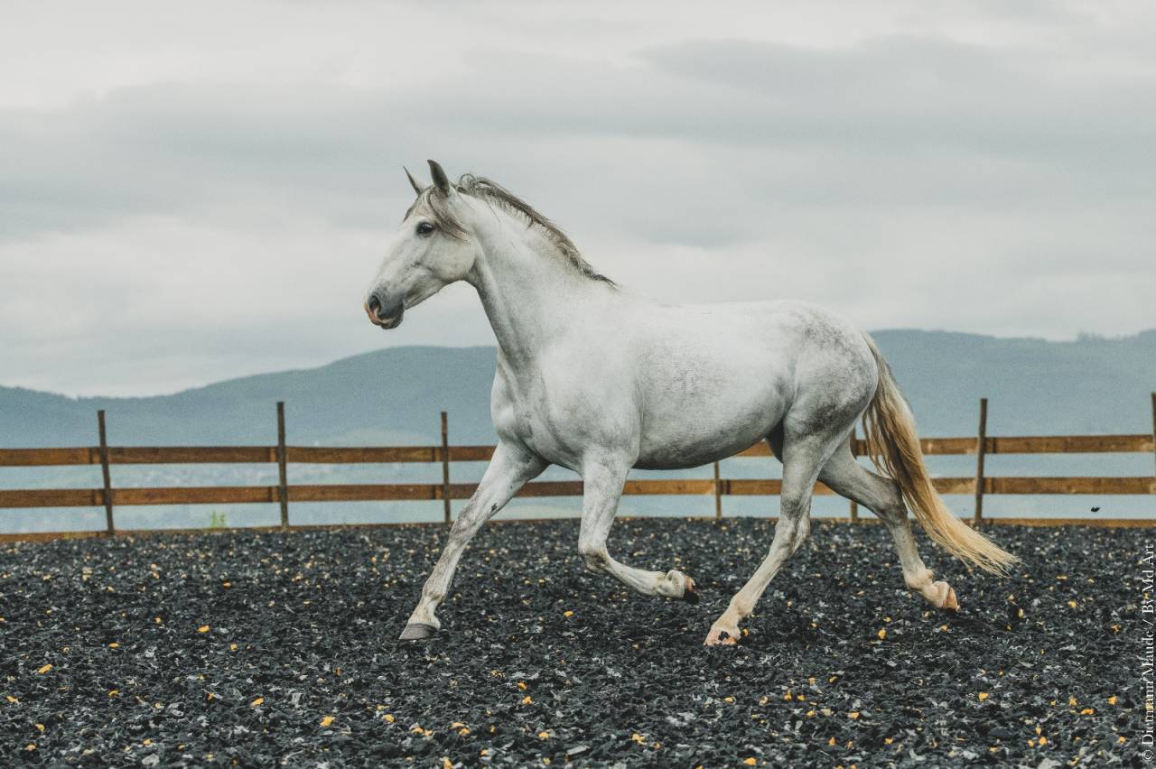 Mare PRE Pure Spanish Bred For sale 2018 Grey