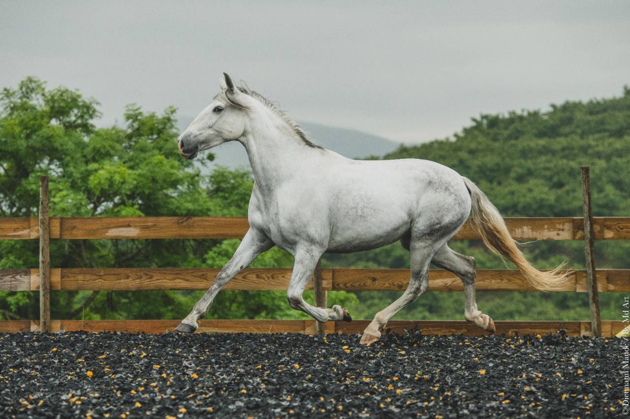 Mare PRE Pure Spanish Bred For sale 2018 Grey