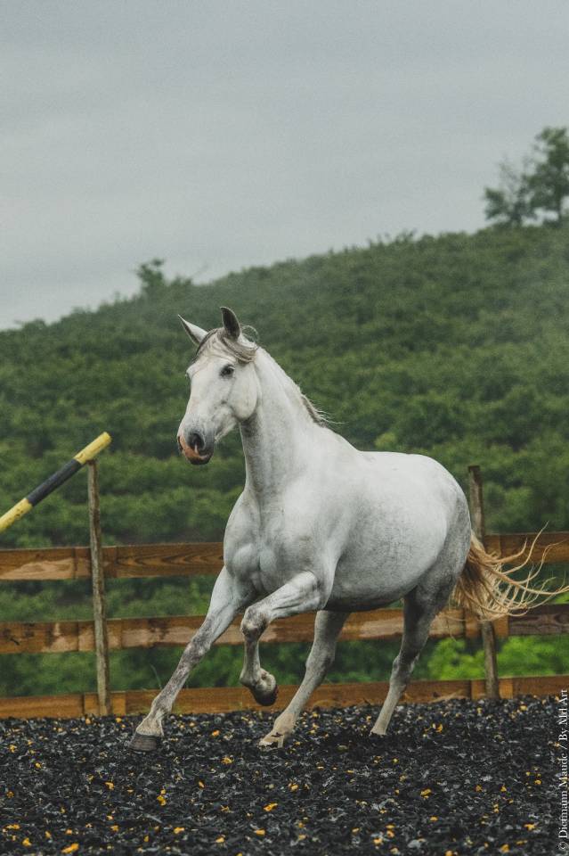 Mare PRE Pure Spanish Bred For sale 2018 Grey