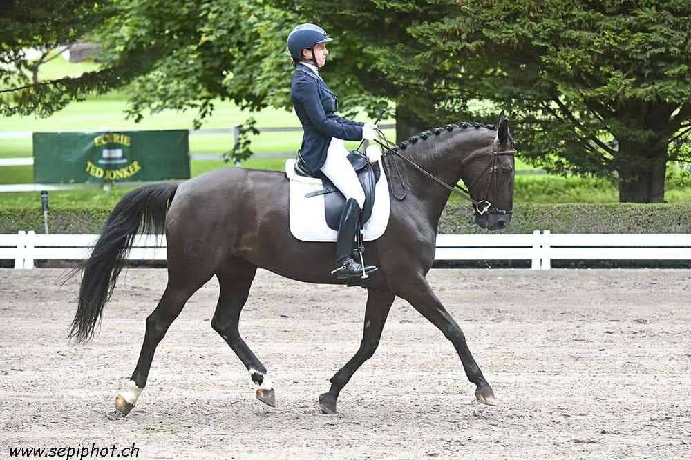 Mare CDF - French Dressage Horse For sale 2016 Black