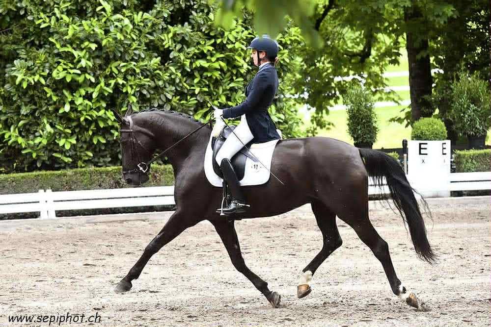 Mare CDF - French Dressage Horse For sale 2016 Black