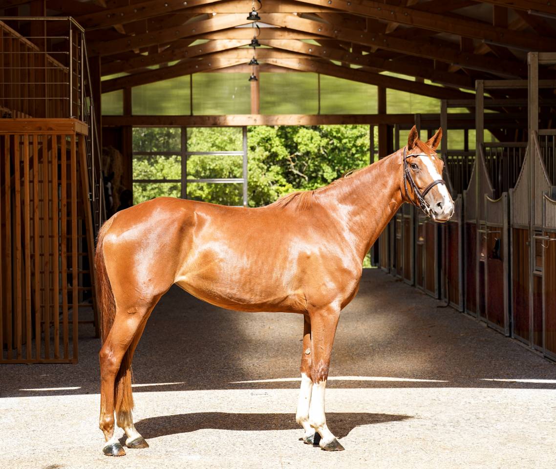 Mare Selle Français For sale 2022 Chesnut