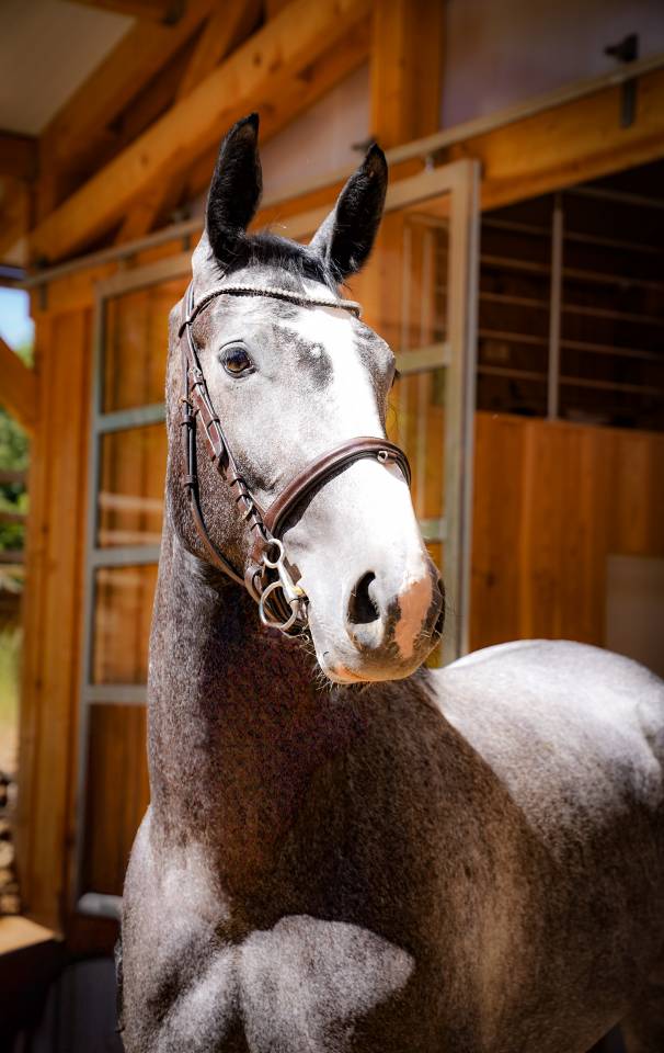 Mare Selle Français For sale 2022 Grey