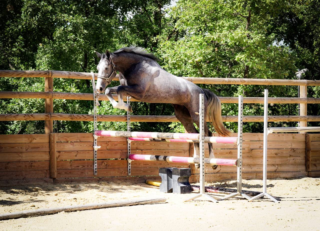Mare Selle Français For sale 2022 Grey