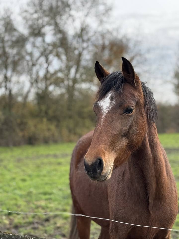 Mare New Forest For sale 2022 Bay