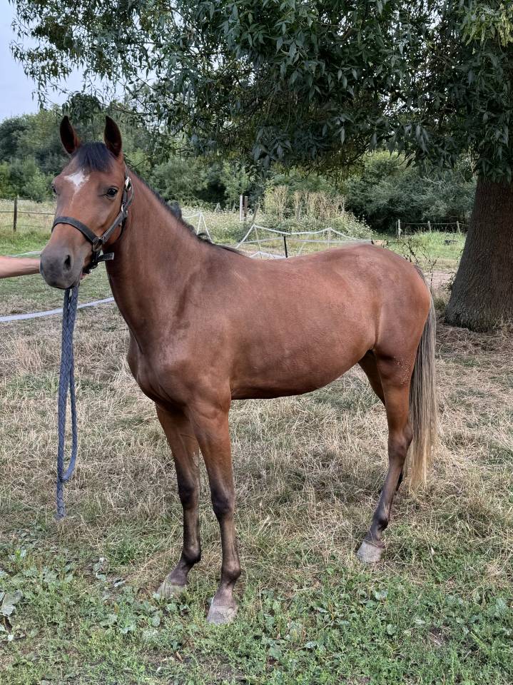 Mare New Forest For sale 2022 Bay