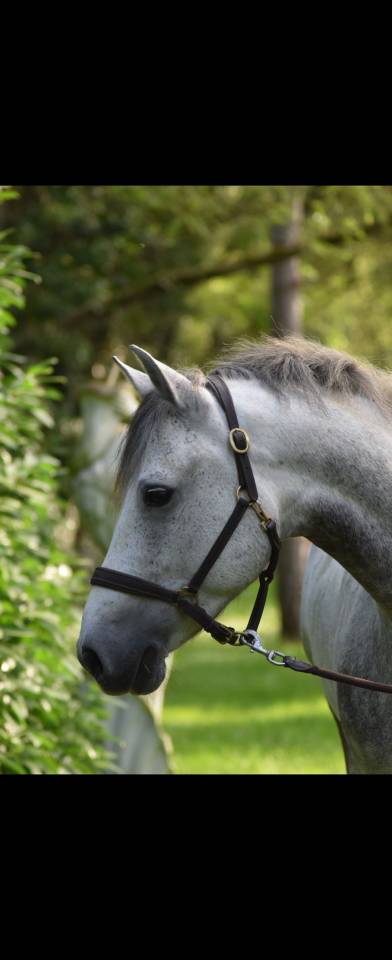 Gelding Connemara For sale 2016 Grey