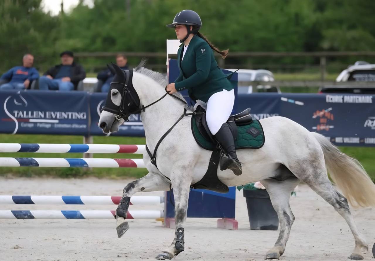 Gelding Connemara For sale 2016 Grey