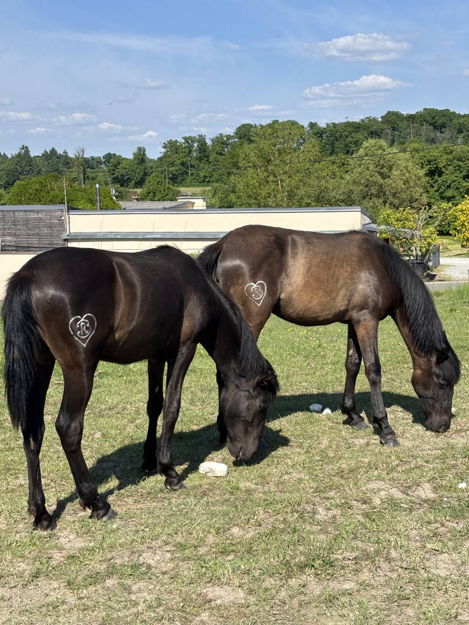Filly PRE Pure Spanish Bred For sale 2024 Black