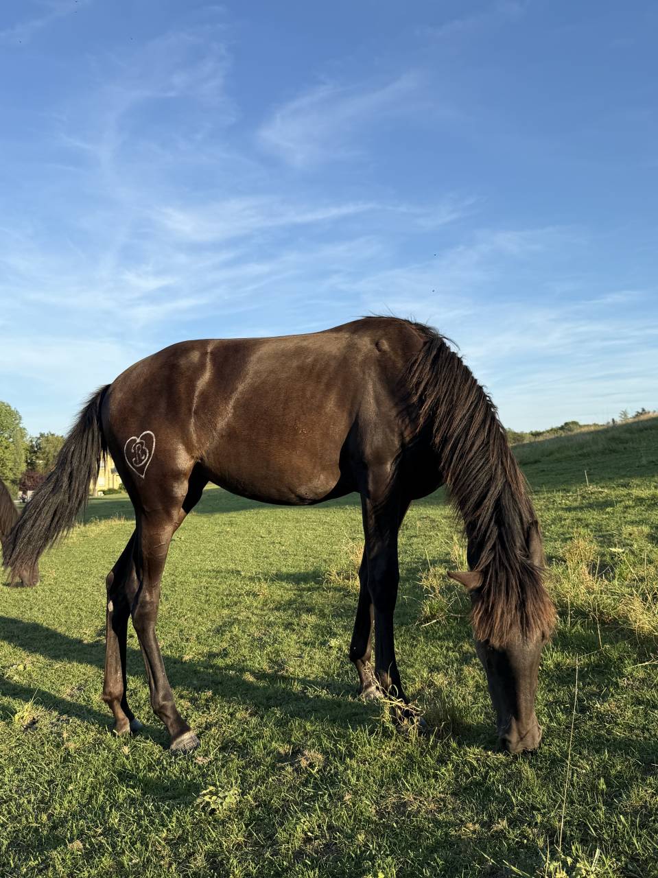 Filly PRE Pure Spanish Bred For sale 2024 Black