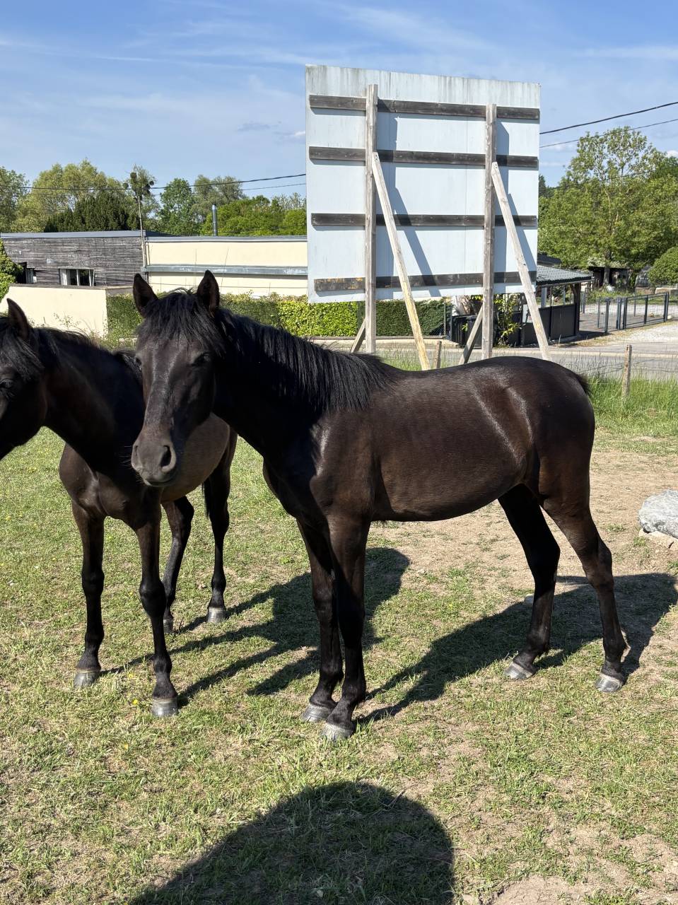 Filly PRE Pure Spanish Bred For sale 2024 Black