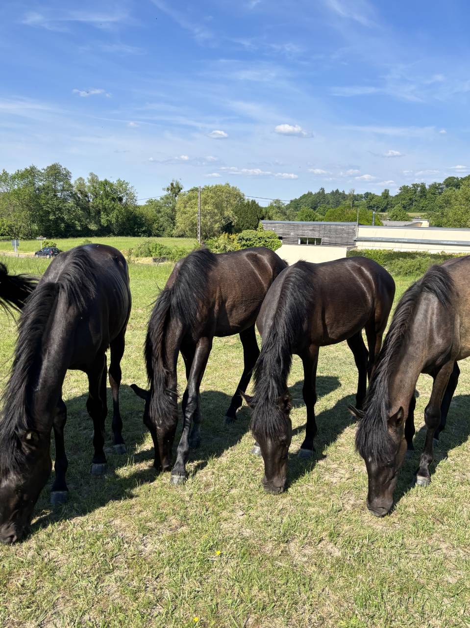 Filly PRE Pure Spanish Bred For sale 2024 Black