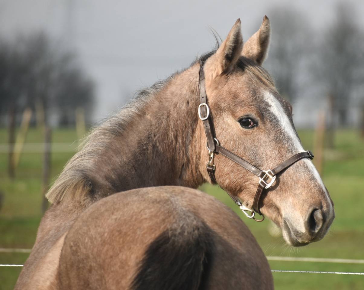 Stallion Zangersheide For sale 2024 Grey