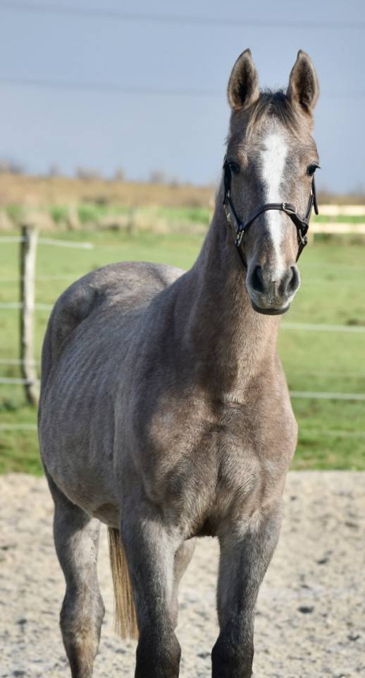 Stallion Zangersheide For sale 2024 Grey