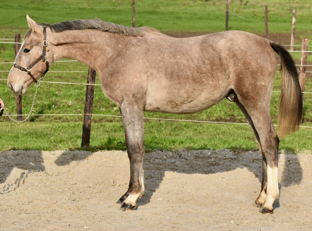 Stallion Zangersheide For sale 2024 Grey