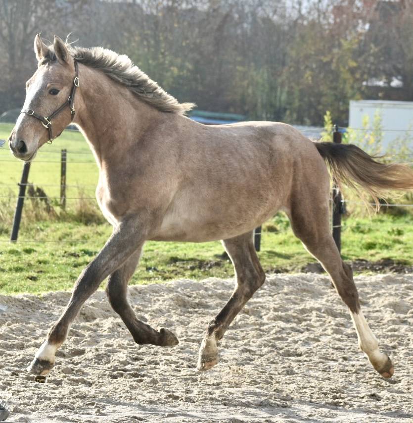 Stallion Zangersheide For sale 2024 Grey
