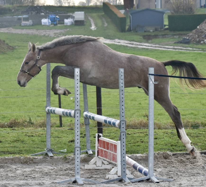 Stallion Zangersheide For sale 2024 Grey