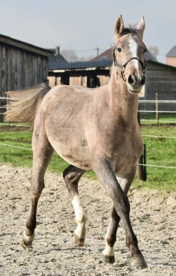 Stallion Zangersheide For sale 2024 Grey