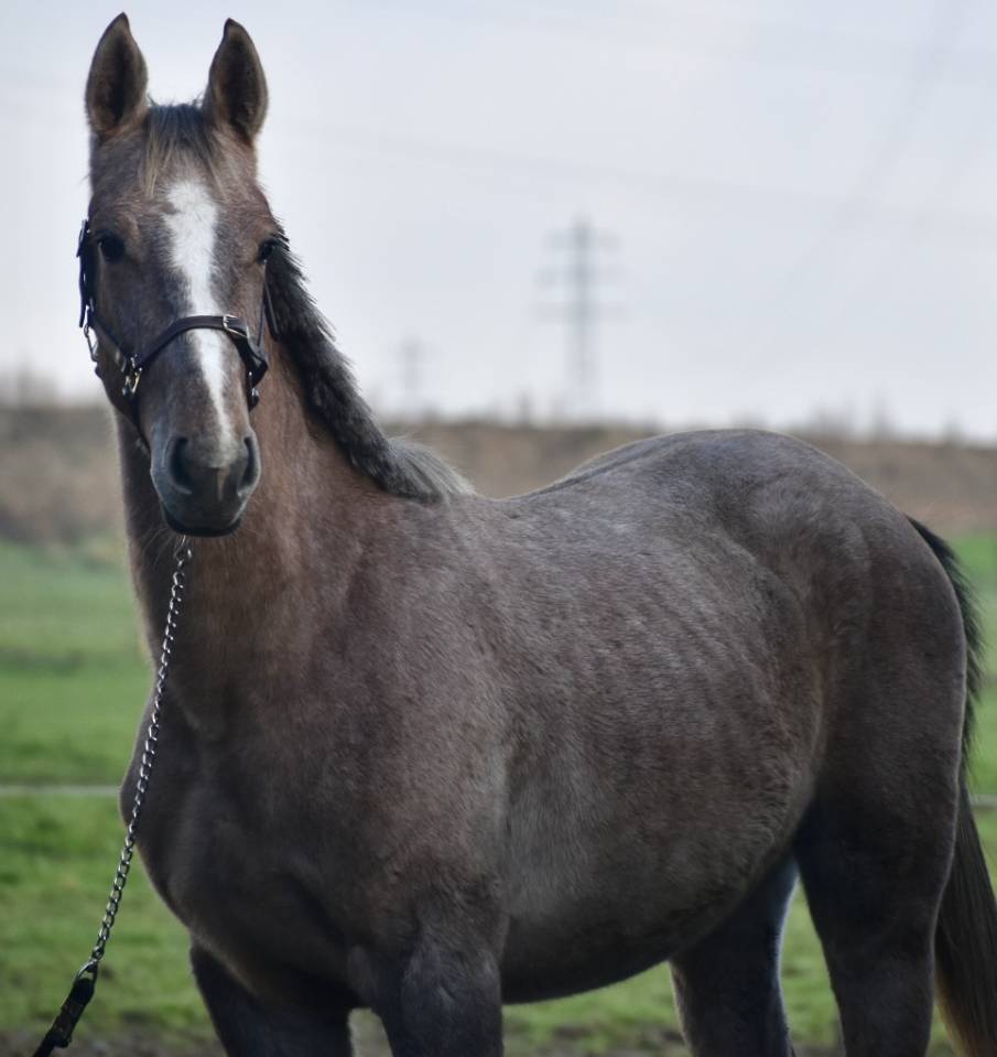 Stallion Zangersheide For sale 2024 Grey