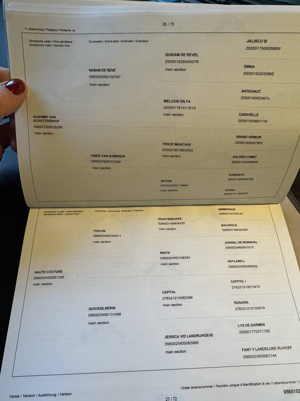 Stallion Zangersheide For sale 2024 Grey