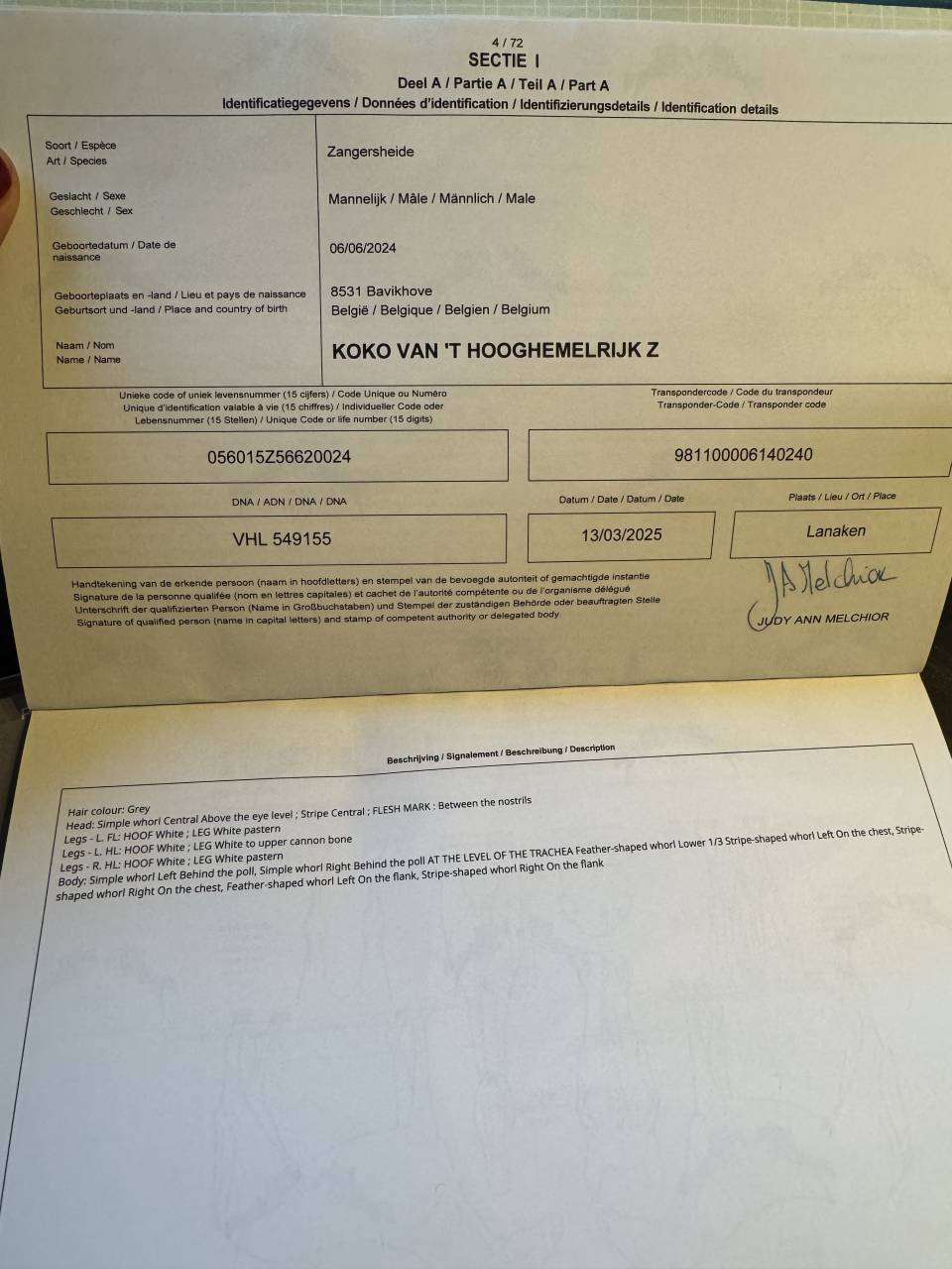 Stallion Zangersheide For sale 2024 Grey