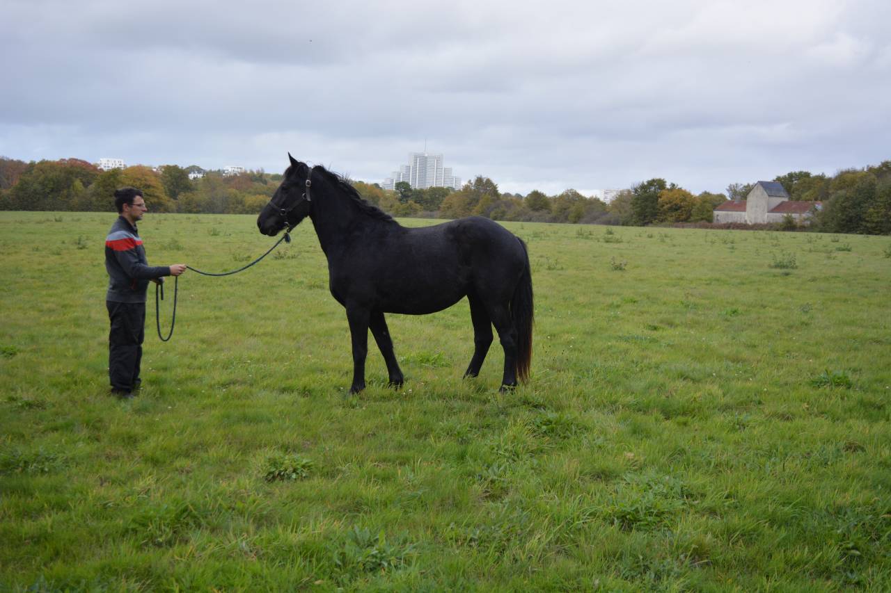 Mare No Origin Recorded For sale 2022 Black