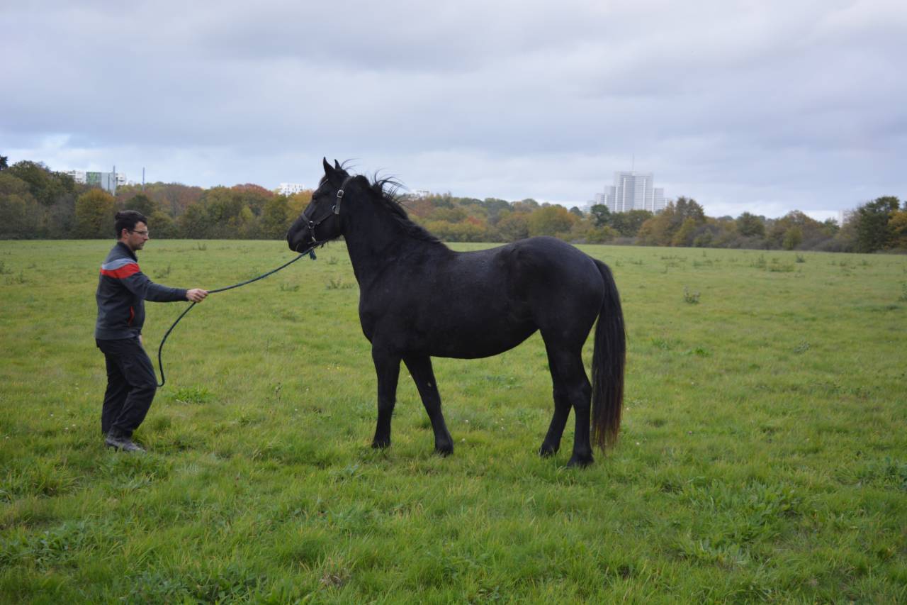 Mare No Origin Recorded For sale 2022 Black