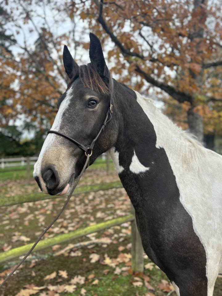 Mare No Origin Recorded For sale 2023 Coloured