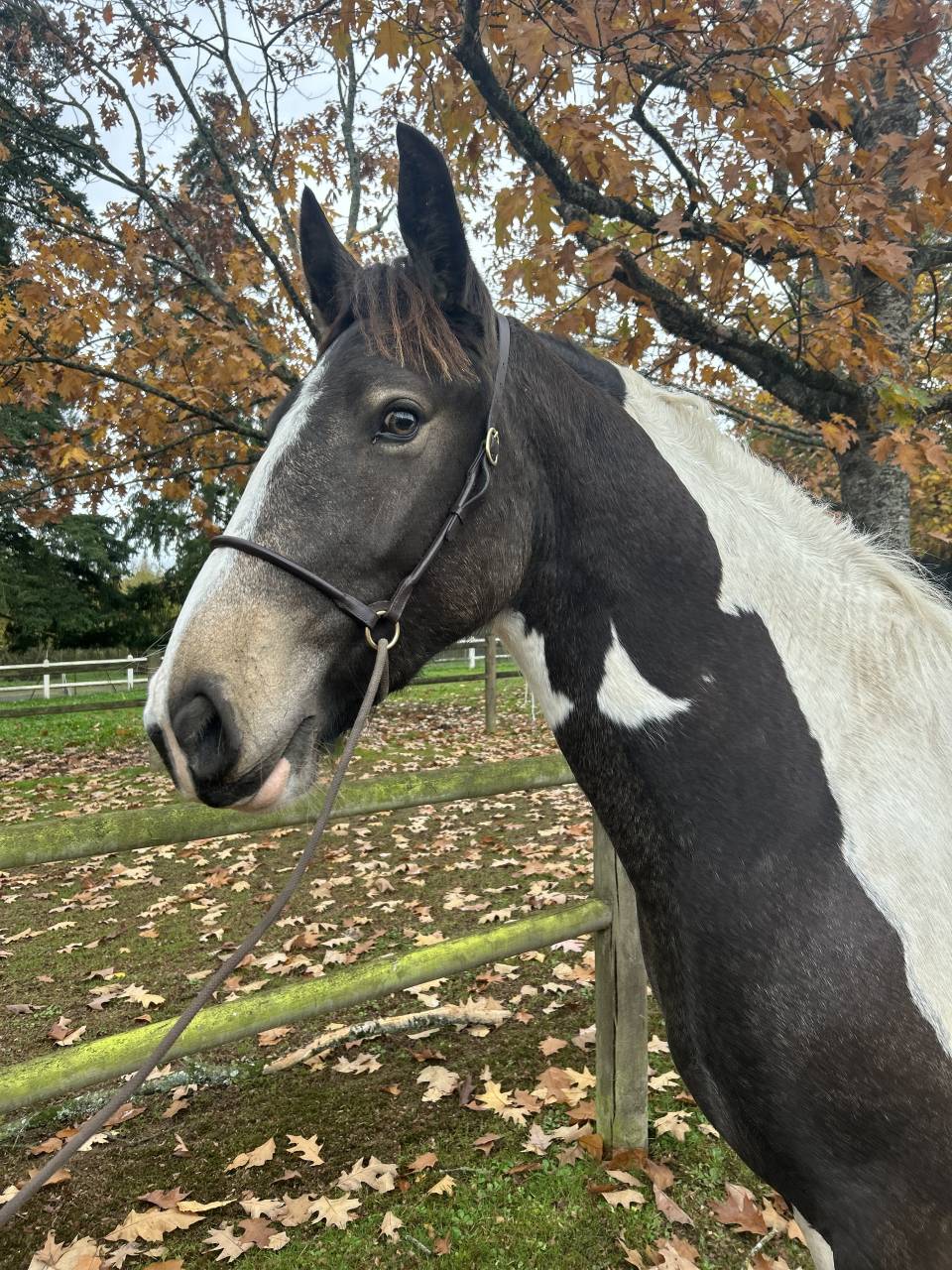 Mare No Origin Recorded For sale 2023 Coloured