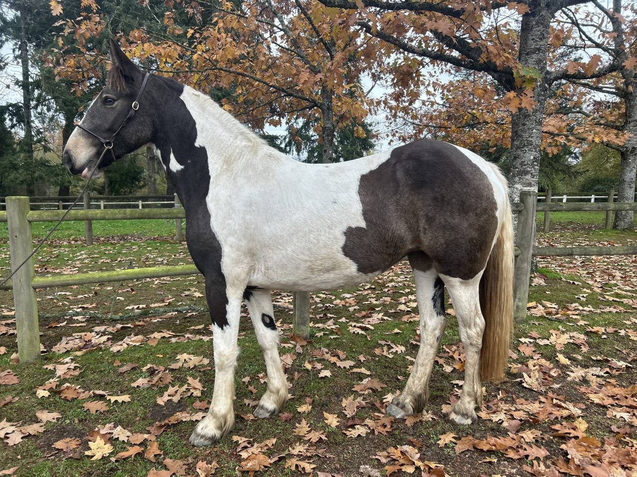 Mare No Origin Recorded For sale 2023 Coloured