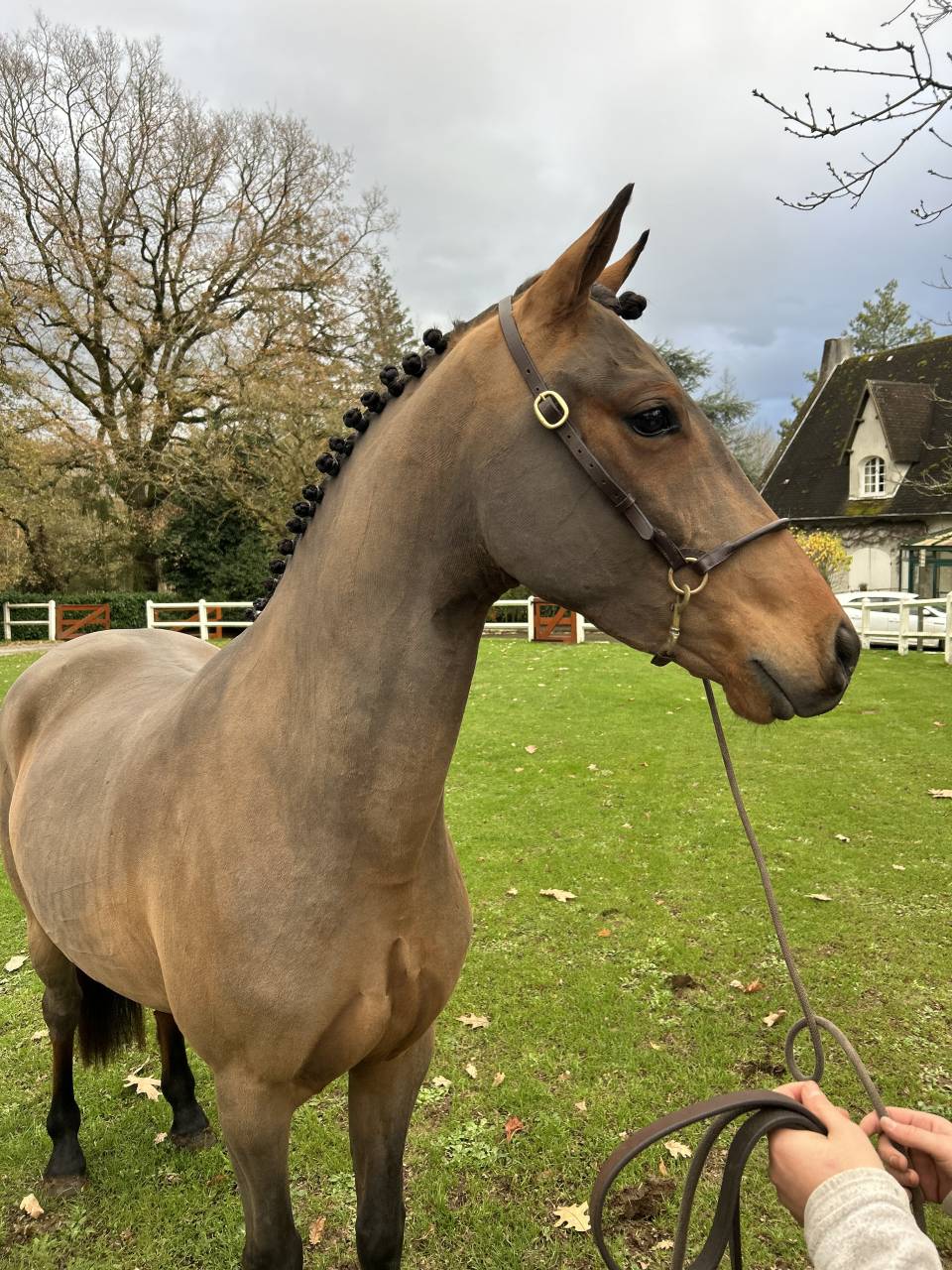 Gelding French Saddle Pony For sale 2022 Bay