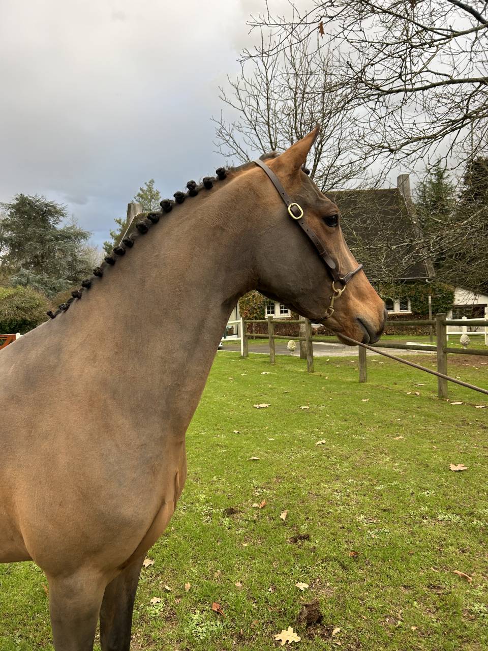 Gelding French Saddle Pony For sale 2022 Bay