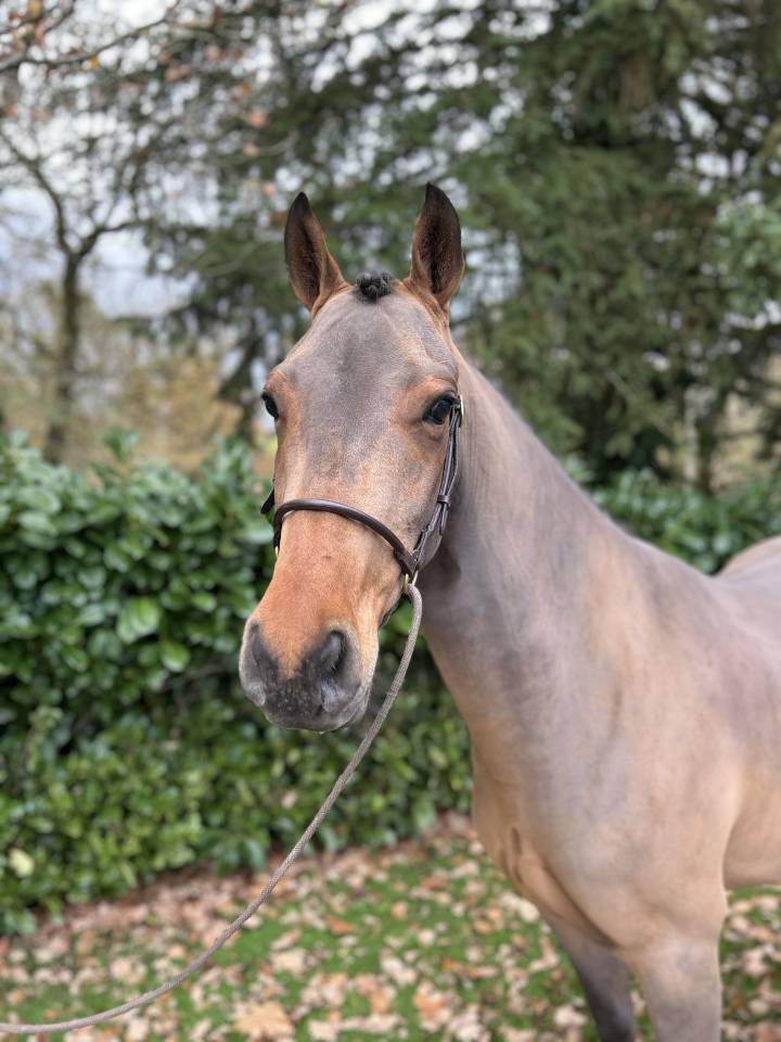 Gelding French Saddle Pony For sale 2022 Bay